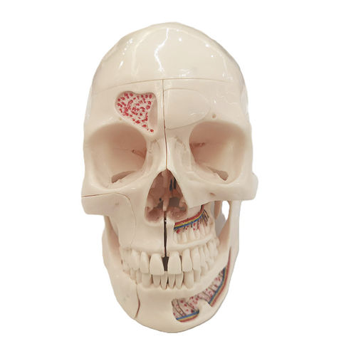 Anatomisches Schädelmodell - JG-T1 - FOSHAN JINGLE MEDICAL EQUIPMENT CO., LTD - Zahn / Dental / für die Gesundheitserziehung