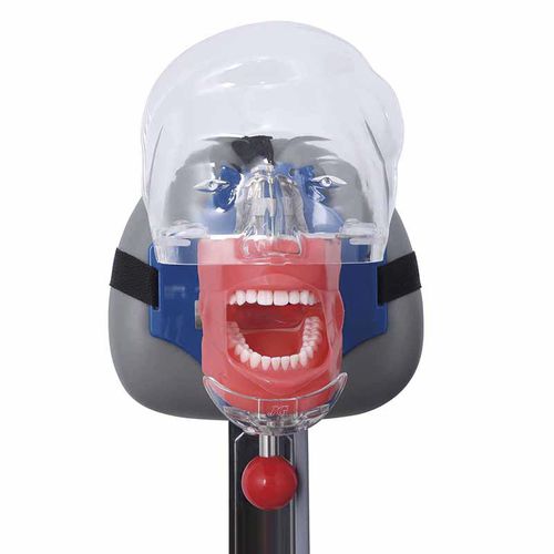 Dental-Trainingspuppe - JG-C6-3 - FOSHAN JINGLE MEDICAL EQUIPMENT CO., LTD - Kopf