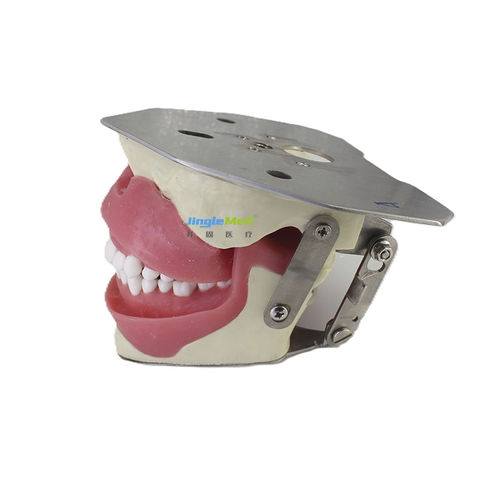 Anatomisches Modell / Mund - JG-C11 - FOSHAN JINGLE MEDICAL EQUIPMENT CO., LTD - Zahn / Dental / für Injektionen