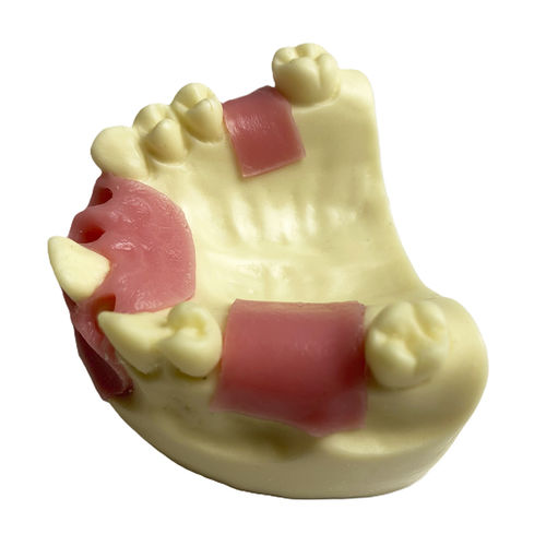Anatomisches Modell / Dental - JG-Y32 - FOSHAN JINGLE MEDICAL EQUIPMENT CO., LTD - Knochen / Kiefer / für Implantologie