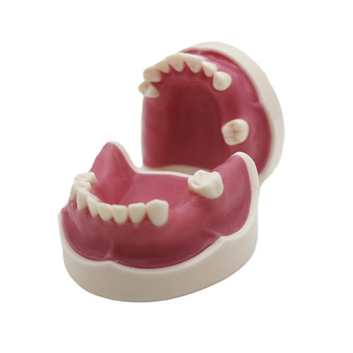 Anatomisches Modell / Nebenhöhle - JG-Y26 - FOSHAN JINGLE MEDICAL EQUIPMENT CO., LTD - gingival / Knochen / Gebiss