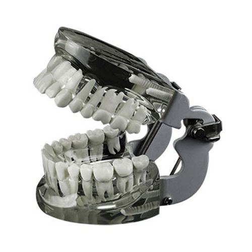 Anatomisches Modell / Zahn - JG-Y14 - FOSHAN JINGLE MEDICAL EQUIPMENT CO., LTD - Gebiss / für Vorführzwecke / Harz
