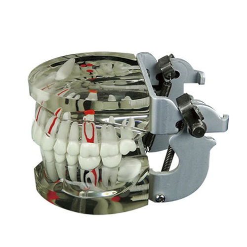 Anatomisches Modell / Nerv - JG-Y15 - FOSHAN JINGLE MEDICAL EQUIPMENT CO., LTD - Zahn / Gebiss / für Vorführzwecke