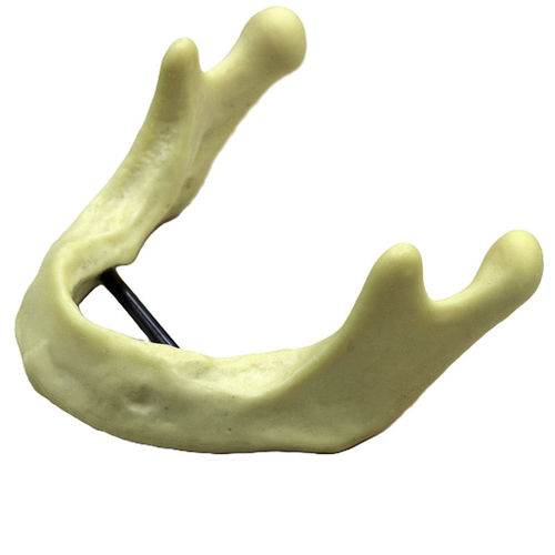 Anatomisches Modell / Unterkiefer - JG-Y12 - FOSHAN JINGLE MEDICAL EQUIPMENT CO., LTD - Knochen / chirurgisch / für Implantologie