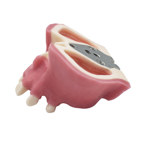 Anatomisches Modell / Nebenhöhle - JG-Y11 - FOSHAN JINGLE MEDICAL EQUIPMENT CO., LTD - sinusal / Zahn / Knochen