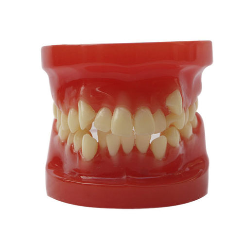 Anatomisches Modell / Gebiss - JG-Y10 - FOSHAN JINGLE MEDICAL EQUIPMENT CO., LTD - für Kieferorthopädie / für Vorführzwecke / Harz