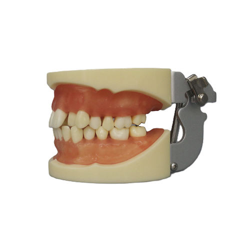 Anatomisches Modell / Mund - JG-Y9 - FOSHAN JINGLE MEDICAL EQUIPMENT CO., LTD - Zahn / Dental / Gebiss
