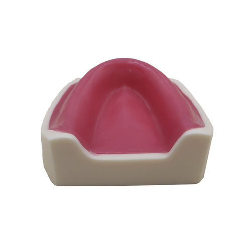 Anatomisches Modell / Dental - JG-Y8 - FOSHAN JINGLE MEDICAL EQUIPMENT CO., LTD - Knochen / für Implantologie / Harz