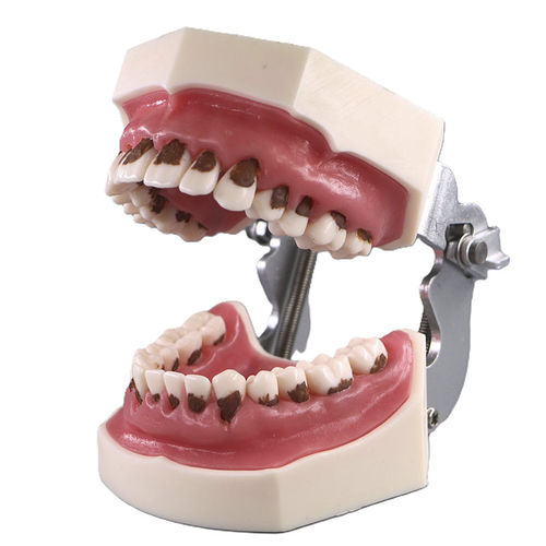 Anatomisches Modell / Gebiss - JG-Y6 - FOSHAN JINGLE MEDICAL EQUIPMENT CO., LTD - Wurzelkanal / Dental / Ausbildung