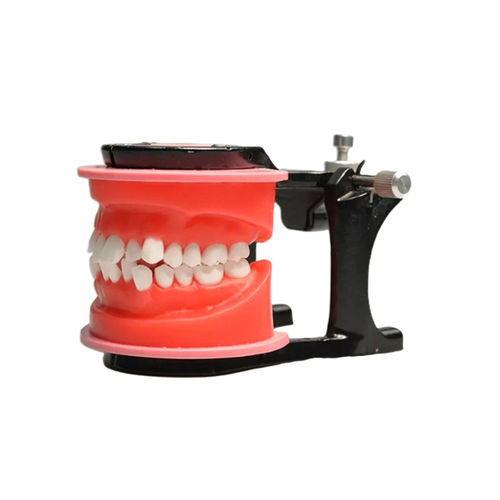 Mundtypodont - JG-Y7 - FOSHAN JINGLE MEDICAL EQUIPMENT CO., LTD - Zahn / Dental / Gebiss