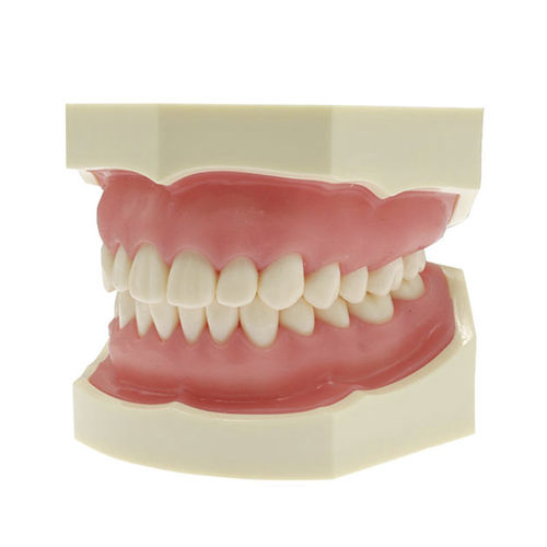 Anatomisches Modell / Zahn - JG-Y1 - FOSHAN JINGLE MEDICAL EQUIPMENT CO., LTD - Gebiss / für Zahnextraktion / Ausbildung