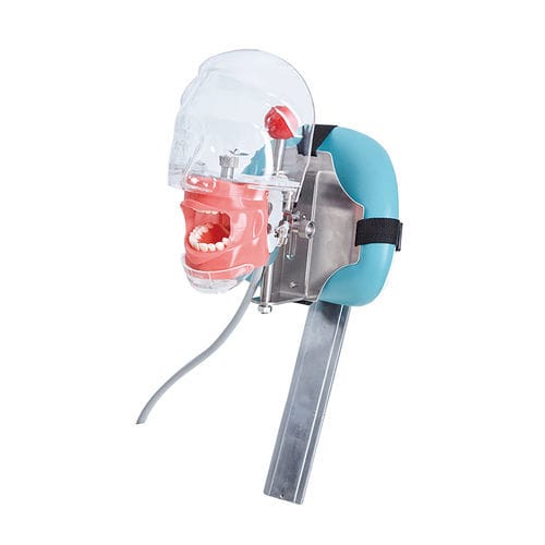 Dental-Trainingspuppe - JG-C6-3 - FOSHAN JINGLE MEDICAL EQUIPMENT CO., LTD - für die Ausbildung / Erwachsene / Kopf