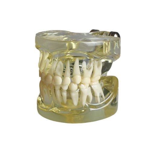 Anatomisches Modell / Gebiss - JG-Y15-R - FOSHAN JINGLE MEDICAL EQUIPMENT CO., LTD - für Zahnbehandlung / für pädiatrische Betreuung / für Vorführzwecke