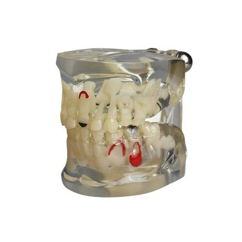 Anatomisches Modell / Zahn - JG-Y15-RJ - FOSHAN JINGLE MEDICAL EQUIPMENT CO., LTD - Gebiss / Ausbildung / Kinder