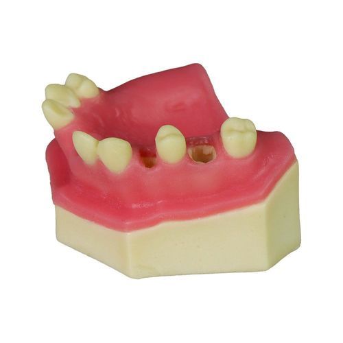 Anatomisches Modell / Nebenhöhle - JG-Y8-F10 - FOSHAN JINGLE MEDICAL EQUIPMENT CO., LTD - Dental / Zahnfleisch / für die Ausbildung