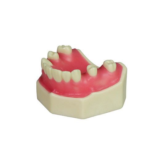 Anatomisches Modell / Zahn - JG-YZ-1 - FOSHAN JINGLE MEDICAL EQUIPMENT CO., LTD - gingival / Knochen / Chirurgie