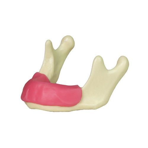 Anatomisches Modell / Unterkiefer - JG-Y12-G - FOSHAN JINGLE MEDICAL EQUIPMENT CO., LTD - Zahnfleisch / für Zahnbehandlung / chirurgisch