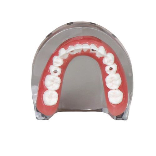 Anatomisches Modell / Unterkiefer - JG-l-1 - FOSHAN JINGLE MEDICAL EQUIPMENT CO., LTD - Zahn / für Implantologie / Harz