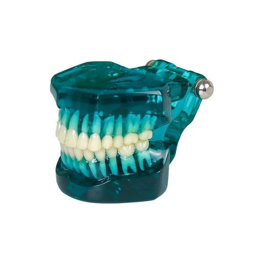 Anatomisches Modell / Zahn - JG-YSM-B - FOSHAN JINGLE MEDICAL EQUIPMENT CO., LTD - Dental / Dental / Erwachsene