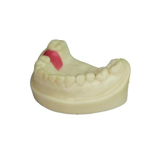 Anatomisches Modell / Zahn - JG-Y8-F9 - FOSHAN JINGLE MEDICAL EQUIPMENT CO., LTD - Dental / gingival / für Implantologie