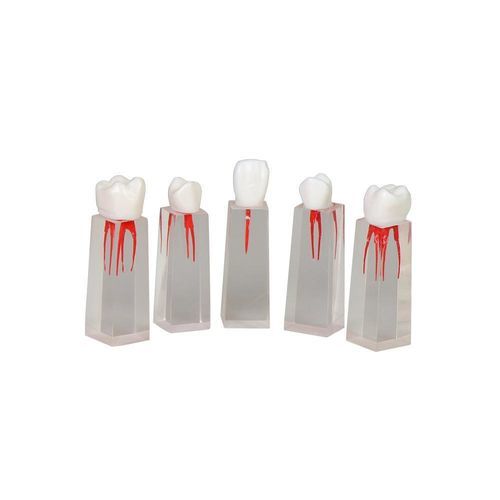 Anatomisches Modell / Zahn - JG-YS3 - FOSHAN JINGLE MEDICAL EQUIPMENT CO., LTD - Wurzelkanal / für die Ausbildung / Harz