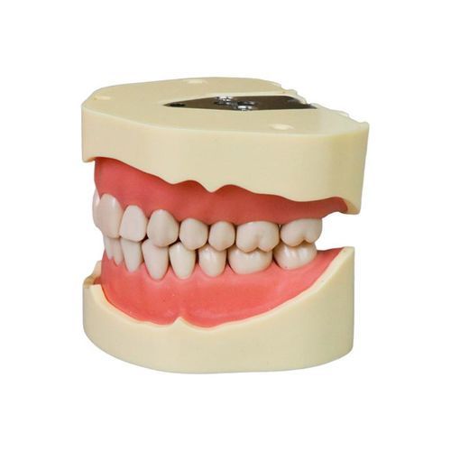 Anatomisches Modell / Zahn - JG-Y2 - FOSHAN JINGLE MEDICAL EQUIPMENT CO., LTD - Gebiss / Extraktion / Harz