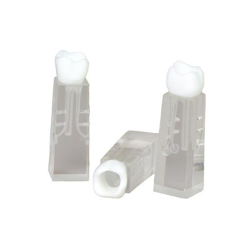 Anatomisches Modell / Zahn - JG-YS2-SG - FOSHAN JINGLE MEDICAL EQUIPMENT CO., LTD - Wurzelkanal / für Zahnbehandlung / für die Ausbildung
