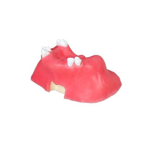 Anatomisches Modell / Nebenhöhle - JG-Y11-S5 - FOSHAN JINGLE MEDICAL EQUIPMENT CO., LTD - Dental / Zahnfleisch / Knochen