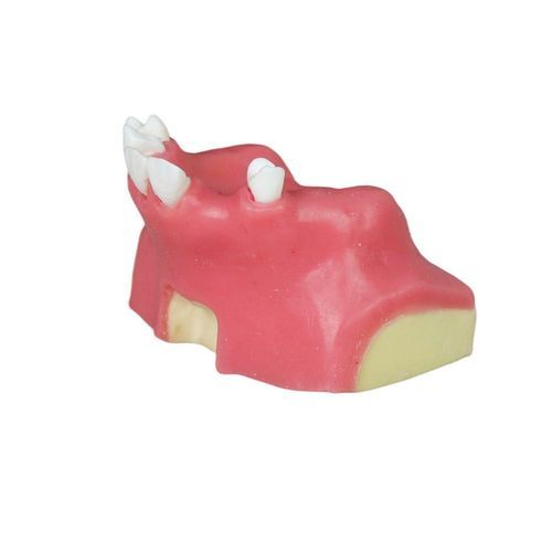 Anatomisches Modell / Nebenhöhle - JG-Y11-S6 - FOSHAN JINGLE MEDICAL EQUIPMENT CO., LTD - Dental / chirurgisch / Ausbildung