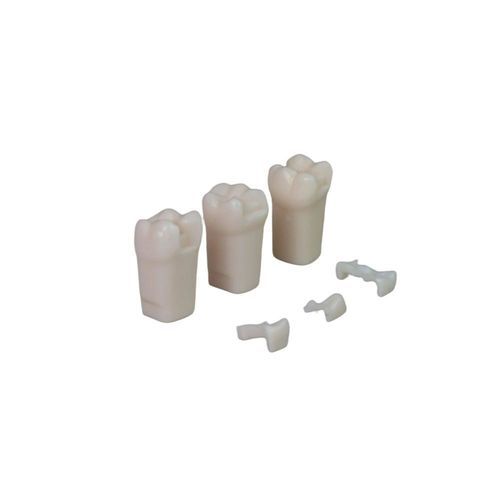 Anatomisches Modell / Zahn - JG-YS7-LQ - FOSHAN JINGLE MEDICAL EQUIPMENT CO., LTD - Ausbildung / Harz / weiß