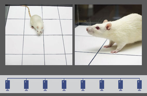 Aufzeichnungssoftware - MediaRecorder - Noldus - für die Tierforschung / Labor