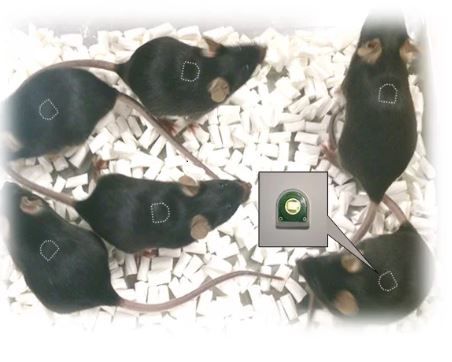 Aktigraph für die Tierforschung - 56747 - Stoelting Europe
