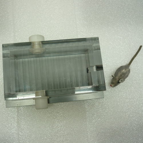 Veterinäranästhesie-Induktionskammer - PS-0351-SIK - Rothacher Medical - für Mäuse