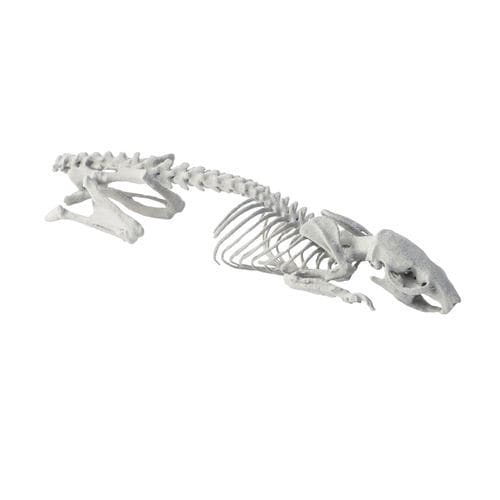 Veterinäres Testphantom / X-Scanner - RPOXI - Somni Scientific - für Röntgenaufnahmen