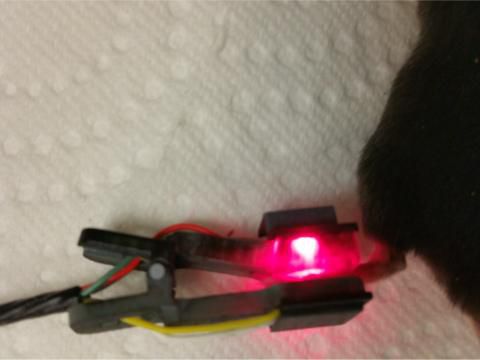 Temperatursensor - PAW - STARR Life Sciences - für Vitalzeichen / für die Tierforschung