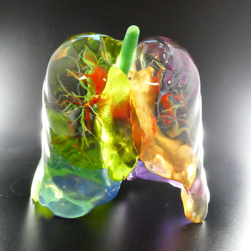 Anatomisches Lungenmodell - Bone 3D - Ausbildung