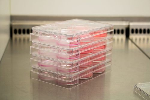 Matrix / wiederherstellende Chirurgie - Poieskin® - Poietis - Collagenbeschichtung