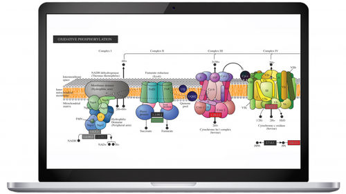Analysesoftware - Pathway™ - Partek, Inc. - Genetik / Labor