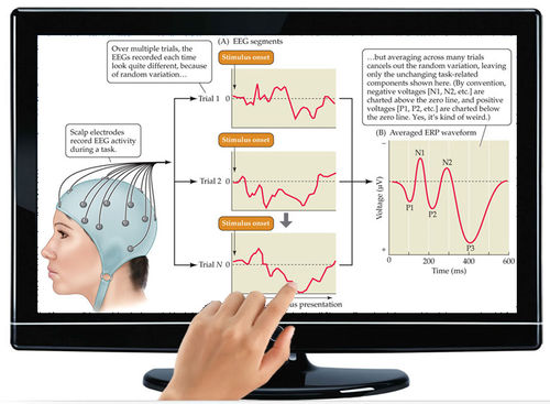 Analysesoftware - EPROBE - ScienceBeam - medizinisch / EEG