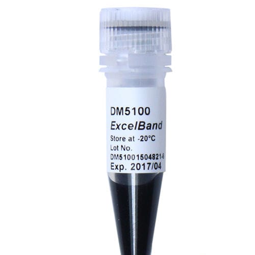 DNA-Skala-Reagenz - ExcelBand™ - SMOBIO Technology, Inc. - Enzyme / Farbstoff / für Elektrophorese