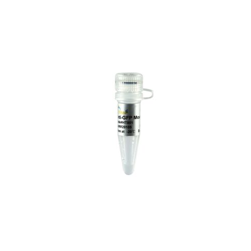 Monoklonaler Antikörper - ProteinFind® Anti-GFP - TransGen Biotech Co. - für Mikrobiologie / für Veterinärlabor