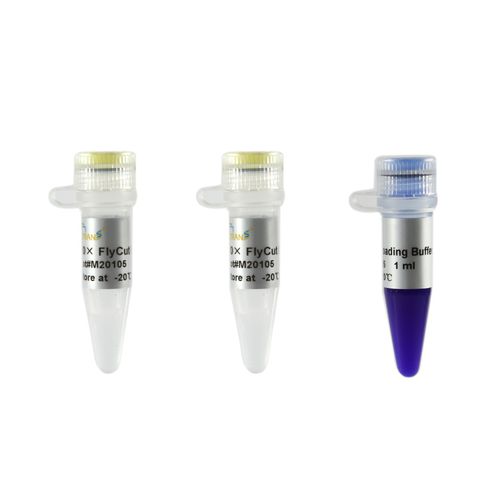 Enzyme-Reagenz - FlyCut® XhoI - TransGen Biotech Co. - für Molekularbiologie / für genomische Ausgabe