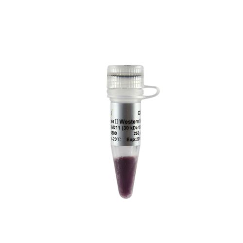 Reagenz / als Lösung - EasySee® II - TransGen Biotech Co. - für Molekularbiologie / für Western Blot / Protein