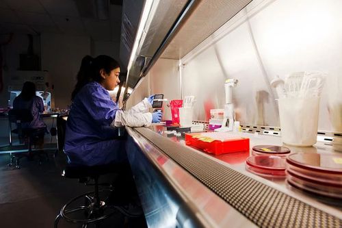 Sequenzierer für DNA - AccuGENX-ID® - Charles River Laboratories - Labor / Datenanalyse