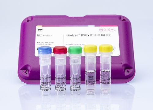 Testkit für Veterinärmedizin - virotype BVDV RT-PCR Kit - INDICAL BIOSCIENCE GmbH - virale Rinderdiarrhoe / für Rinder / Blut