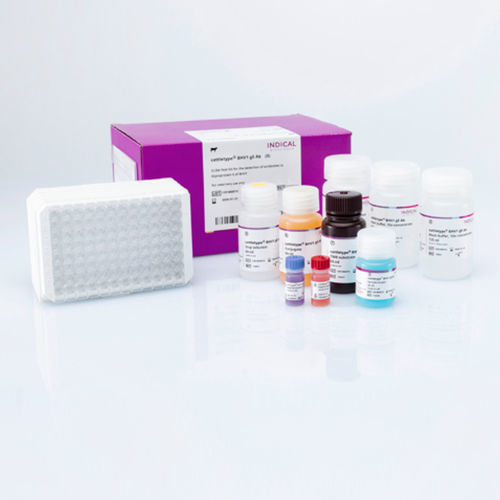 Testkit für Veterinärmedizin - cattletype BHV1 gE Ab - INDICAL BIOSCIENCE GmbH - Atemwegserkrankungen / für Tiere / TMB
