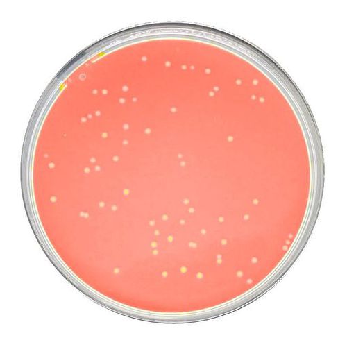 Reaktives Milieu - Peroxymed - für die Histologie / Bakterien