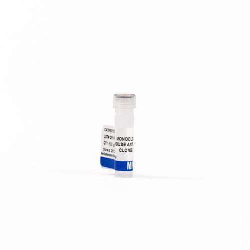 Antikörper - 0869100-CF - MP Biomedicals - monoklonaler Antikörper / für Western Blot / Immunohistochimie