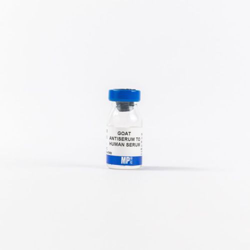 Polyklonale Antikörper - 0855136 - MP Biomedicals - Antiserum / für Forschungszwecke / Immunohistochimie