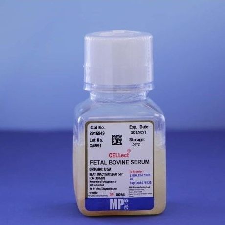 Reagenz / foetales Kalbfleischserum - 0929168-CF - MP Biomedicals - für Zellkultur / für Forschungszwecke / flüssig